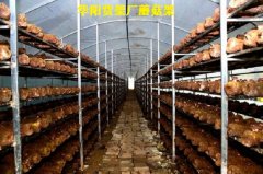 蘑菇架廠家直銷，食用菌蘑菇架子，食用菌網格